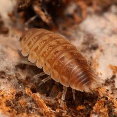 Agabiformius obtusus “UAE”