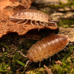Agabiformius obtusus “UAE”