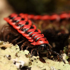 Antheromorpha uncinata Millipede