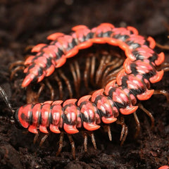 Antheromorpha uncinata Millipede