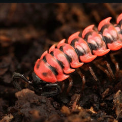 Antheromorpha uncinata Millipede