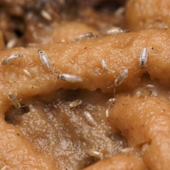 Lepidocyrtus sp. “Devils Hole”