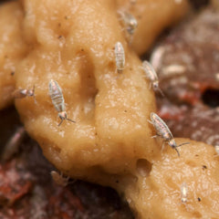 Lepidocyrtus sp. “Devils Hole”