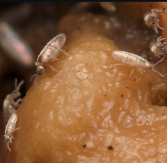 Lepidocyrtus sp. “Devils Hole”