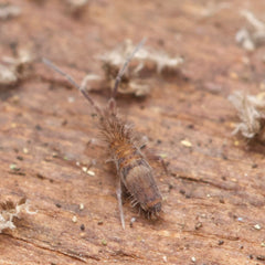 Entomobrya sp. “Tusken Raiders” Springtails