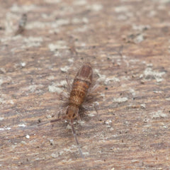 Entomobrya sp. “Tusken Raiders” Springtails