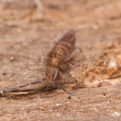 Entomobrya sp. “Tusken Raiders” Springtails