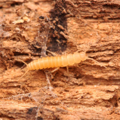 Nicoletiidae sp. “Redlands” Silverfish