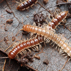 Oxidus sp. “Three Way Spiky” millipede