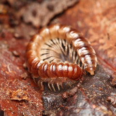 Oxidus sp. “Three Way Spiky” millipede