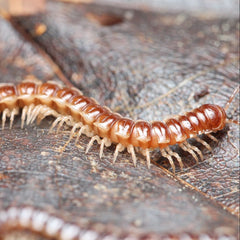 Oxidus sp. “Three Way Spiky” millipede