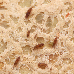 Entomobrya sp. “Wood Runners - Candem TN”