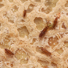Entomobrya sp. “Wood Runners - Candem TN”