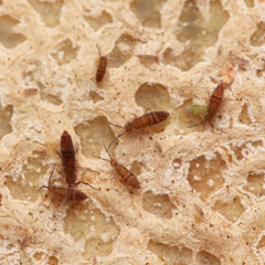 Entomobrya sp. “Wood Runners - Candem TN”