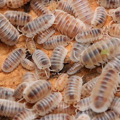 Cubaris Murina “Pearls”