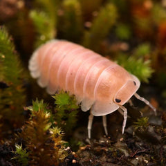 Cubaris sp. “Cherry Blossom”