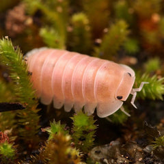 Cubaris sp. “Cherry Blossom”