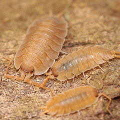 Porcellio nicklesi “Orange"