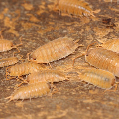 Porcellio nicklesi “Orange"