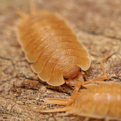 Porcellio nicklesi “Orange"