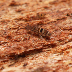 Orchesella celsa springtails