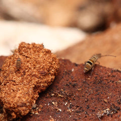 Orchesella celsa springtails