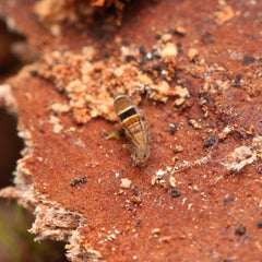 Orchesella celsa springtails