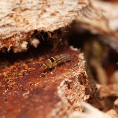 Orchesella celsa springtails