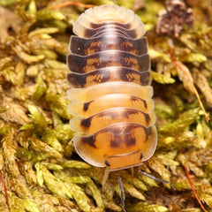 Cubaris “Amber Pandas”