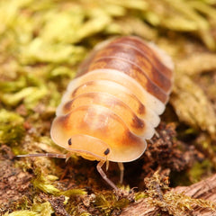 Cubaris “Amber Pandas”