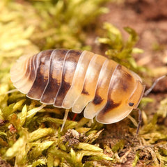 Cubaris “Amber Pandas”