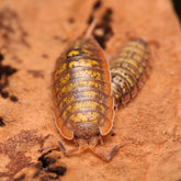 Porcellionides cf “Cinnacord” - A hypo variant of Porcellionides cf. “Big Pine Key”