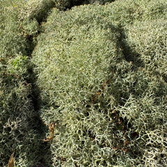 Cladoniaceae - Reindeer moss