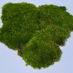 Broom Moss