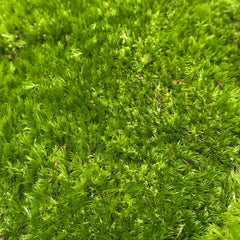 Broom Moss