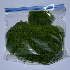 Broom Moss