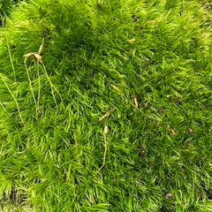 Broom Moss