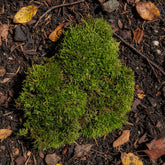 Sylvergreen Bryum Moss