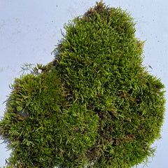 Sylvergreen Bryum Moss