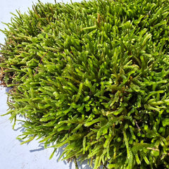 Sylvergreen Bryum Moss