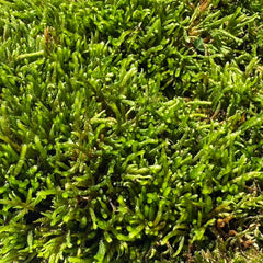 Sylvergreen Bryum Moss