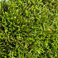 Sylvergreen Bryum Moss