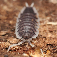 Porcellio aff. magnificus “Almeria Mountain”