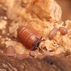 Caribodillo martinicensis