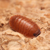 Caribodillo martinicensis