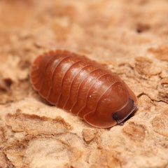 Caribodillo martinicensis