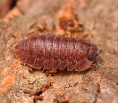 Dryadillo sp. “Wood Grain”