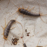 Ctenolepisma longicaudata Silverfish