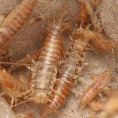Thermobia domestica Silverfish