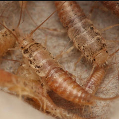 Thermobia domestica Silverfish